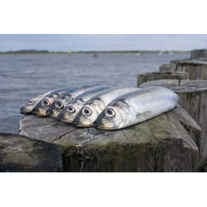 Sild, fanget i Randers Fjord ved Kanal�en i Naturpark Randers Fjord