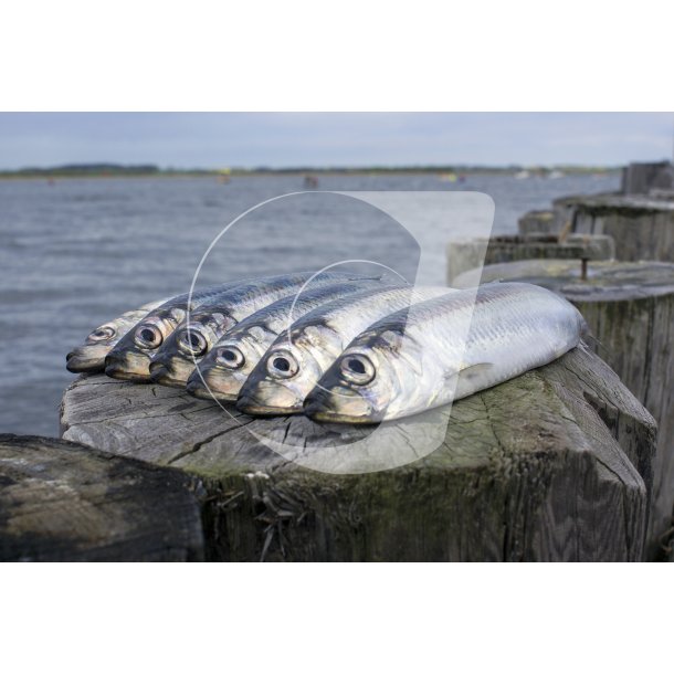 Sild, fanget i Randers Fjord ved Kanalen i Naturpark Randers Fjord