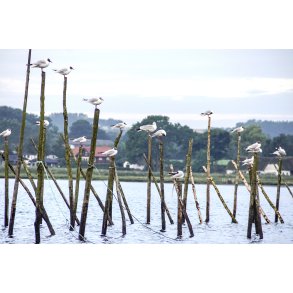 M�ger p� bundgarnsp�le i Randers Fjord med Mellerup i baggrunden. Naturpark Randers Fjord