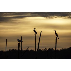 Bundgarnsp�le en tidlig morgen i Naturpark Randers Fjord med m�ge og skrav