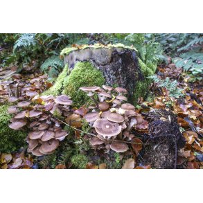 Gammel efter�rs b�geskov med svampe n�r Lindbjerg i Naturpark Randers Fjord