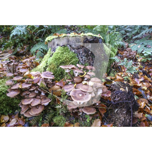 Gammel efterrs bgeskov med svampe nr Lindbjerg i Naturpark Randers Fjord