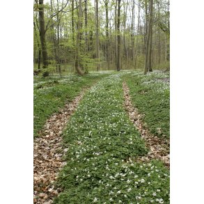 For�r med anemoner i St�vringg�rd skov i Naturpark Randers Fjord