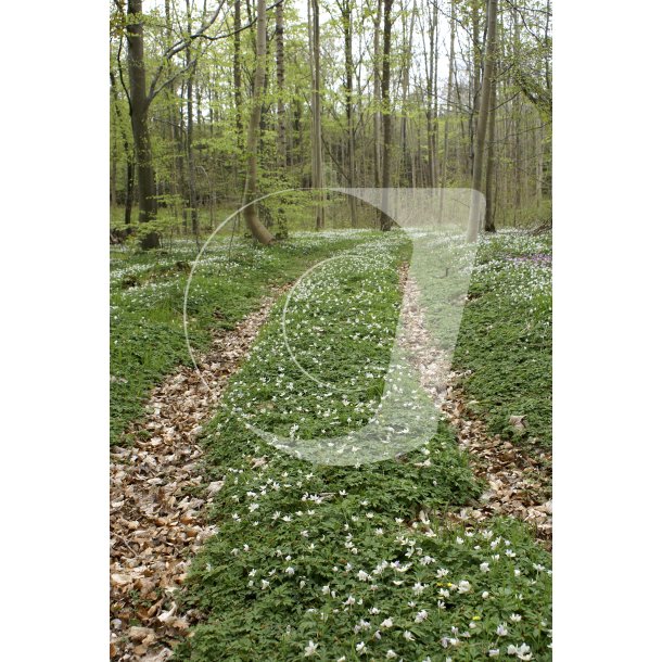 Forr med anemoner i Stvringgrd skov i Naturpark Randers Fjord