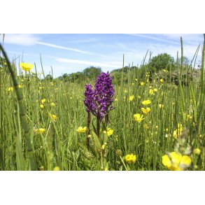 Den lilla Plettet G�geurt blandt sm�rblomster p� Engen Rigk�r overdrev i Naturpark Randers Fjord