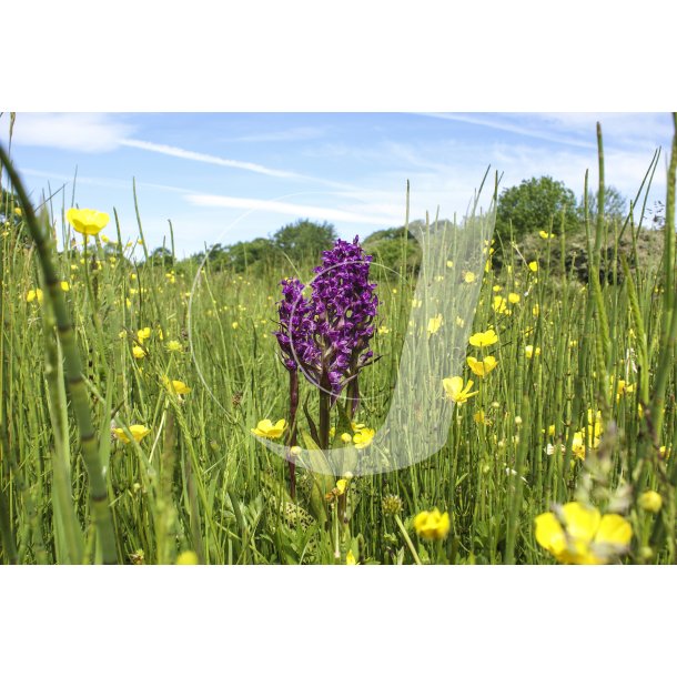 Den lilla Plettet Ggeurt blandt smrblomster p Engen Rigkr overdrev i Naturpark Randers Fjord