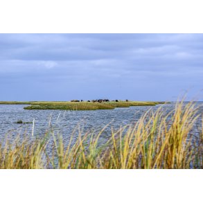 Oversv�mmede strand enge ved Skallehusene n�r S�dring. Fuglereservat i Naturpark Randers Fjord