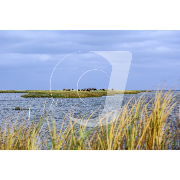 Oversvmmede strand enge ved Skallehusene nr Sdring. Fuglereservat i Naturpark Randers Fjord