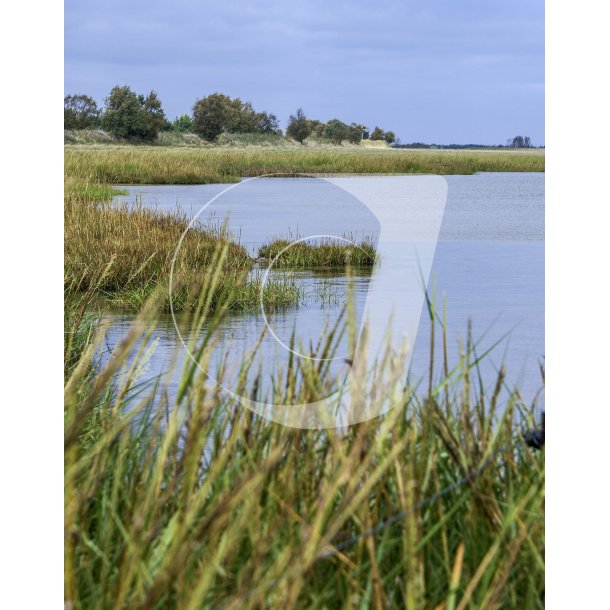 Kanten af strandengene ved Skallehusene nr Sdring i Naturpark Randers Fjord