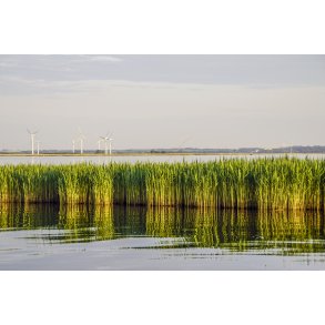 Siv/tagr�r ved Mellerup F�rgens f�rgeleje i Mellerup i Naturpark Randers Fjord