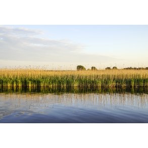 Siv/tagr�r ved Mellerup F�rgens f�rgeleje i Mellerup i Naturpark Randers Fjord