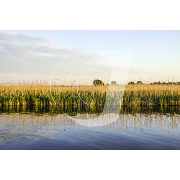 Siv/tagrr ved Mellerup Frgens frgeleje i Mellerup i Naturpark Randers Fjord