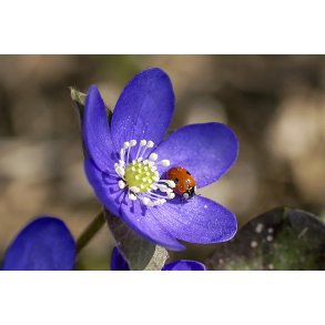 Den Bl� Anemone med Marieh�ne. Kaj Munk skrev et digt om Den Bl� Anemone 