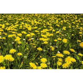 M�lkeb�tte mark n�r Lindbjerg