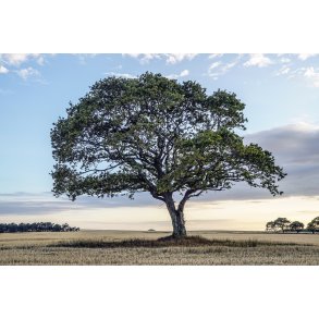 Livstr�et n�r Linde