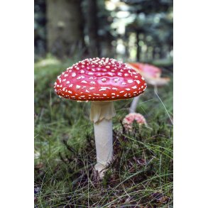 R�d Fluesvamp i Lindbjergskoven i Naturpark Randers Fjord