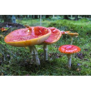 R�d Fluesvamp i Lindbjergskoven i Naturpark Randers Fjord