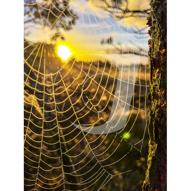 Solopgang i spindelvv i naturen ved Tvede