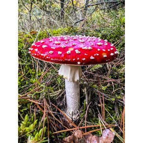 Svampen R�d fluesvamp i skoven ved Tvede