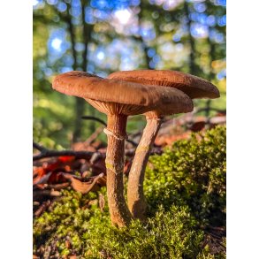 Svampen Randb�ltet Hjelmhat i skovene ved Tvede