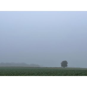 T�get morgen over markerne ved Tvede