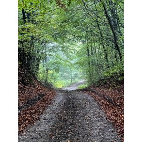 Hulvej i for�rs skovene ved Tvede