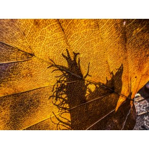 Lys og skygge i efter�rsblad ved Tvede