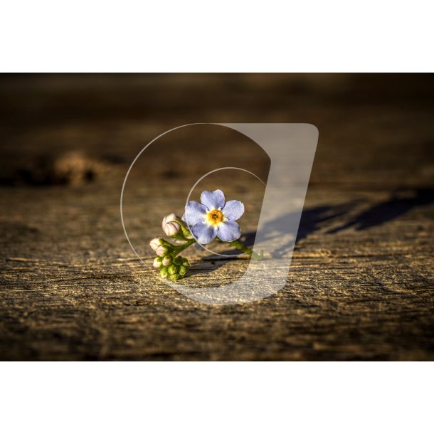 Blomst fra "Forglem mig ej" p et stykke drivtmmer i Naturpark Randers Fjord