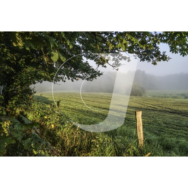 Meget tidlig morgen, nr Tvede i Naturpark Randers Fjord