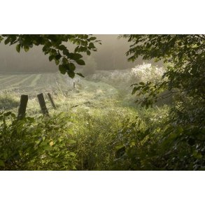Meget tidlig morgen, n�r Tvede i Naturpark Randers Fjord