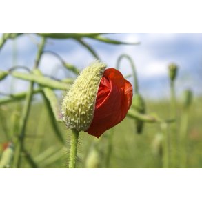 Nyt liv bryder frem. Valmue n�r Tvede ig Naturpark Randers Fjord