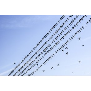 Naturens Nodepapir. Svaler p� telefon tr�de i Mellerup i Naturpark Randers Fjord