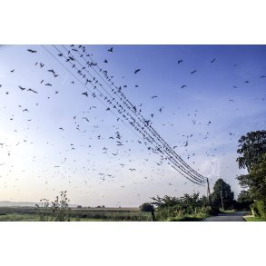 Naturens Nodepapir. Svaler p� telefon tr�de i Mellerup i Naturpark Randers Fjord