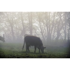 Ko i morgent�gen i Tvede �dal i Naturpark Randers Fjord