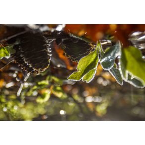 Nyt liv i skoven en tidlig morgen, n�r Lindbjerg i Naturpark Randers Fjord