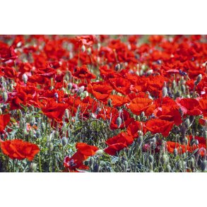 Valmuemark ved Assentoft