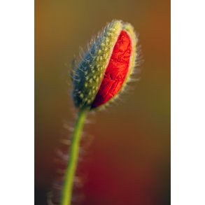 Nyt liv f�des. Valmue i aftensol