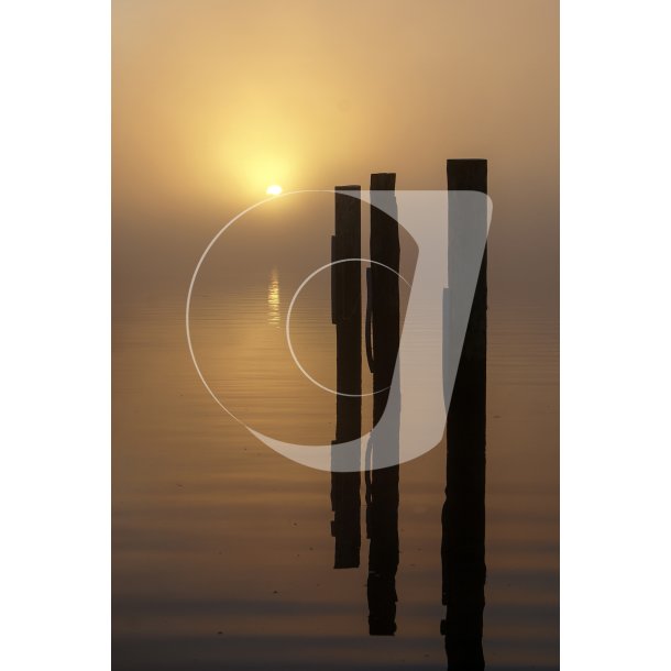 Tidlig morgen med bundgarnsple, ved frgelejet i Mellerup i Naturpark Randers fjord