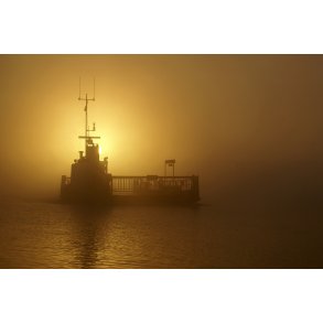 Ragna dukker ud af tgen, en tidlig morgen i Naturpark Randers Fjord