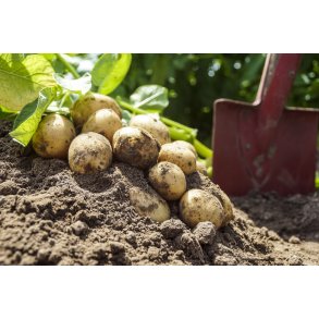 Opgravede for�rs kartofler