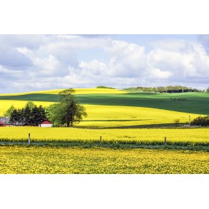 Rapsmarker n�r Harridslev