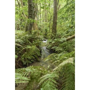 2. till�b til Tvede �, med udspring i Gallemose n�r Gr�nk�r. �en er vigtigt gydevand for �rreder